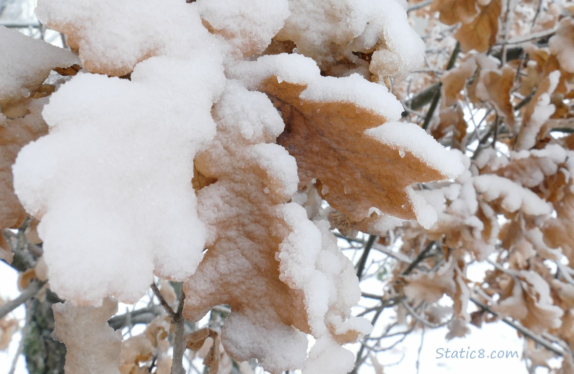 Thick ice on Oak leaves