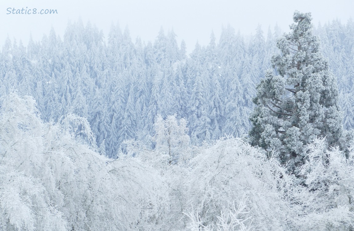 icy trees on the hill