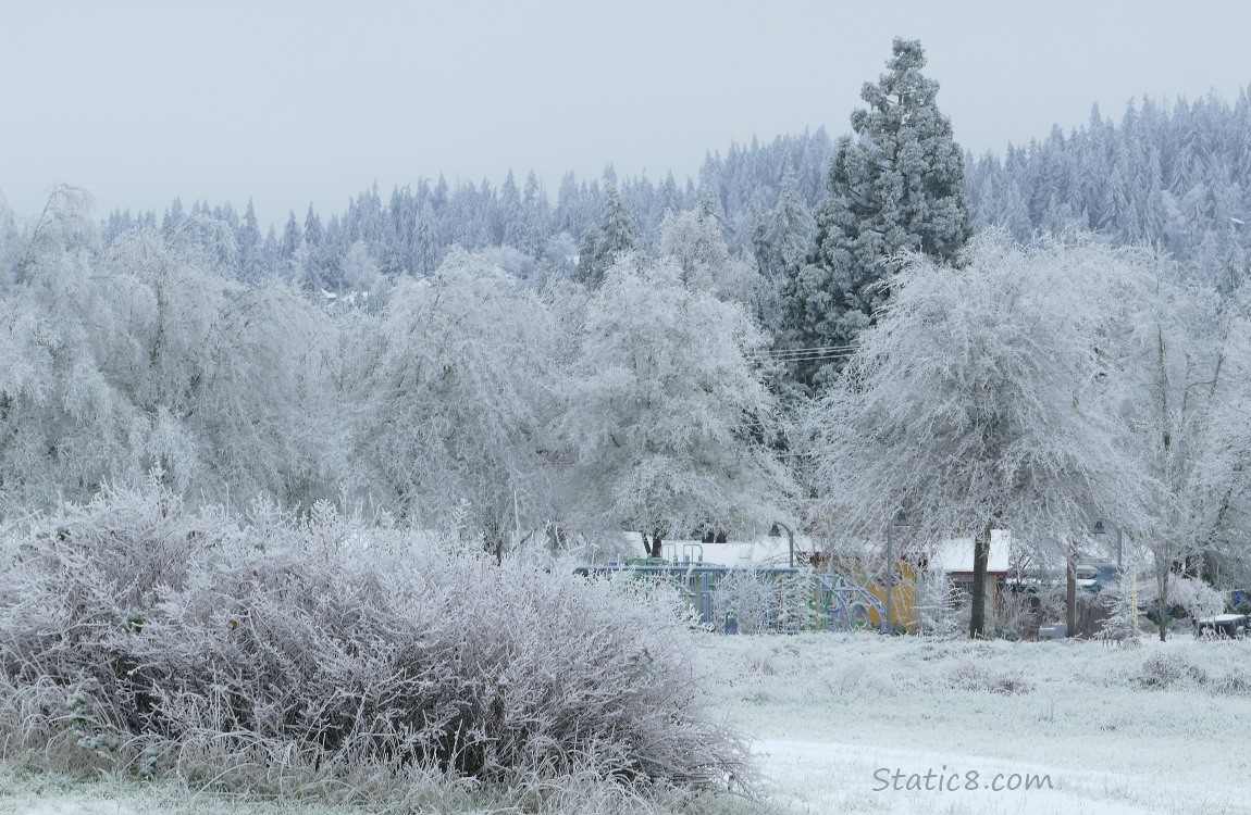 Icy trees on the hill