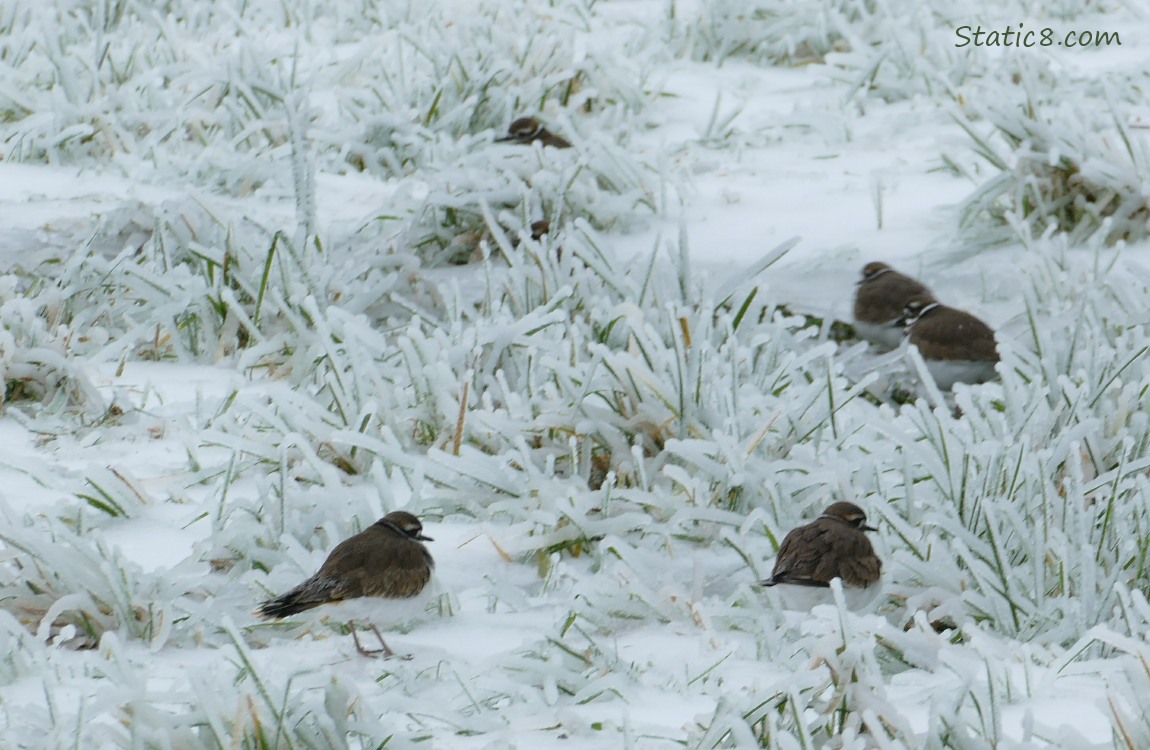 Killdeers standing in icy grass