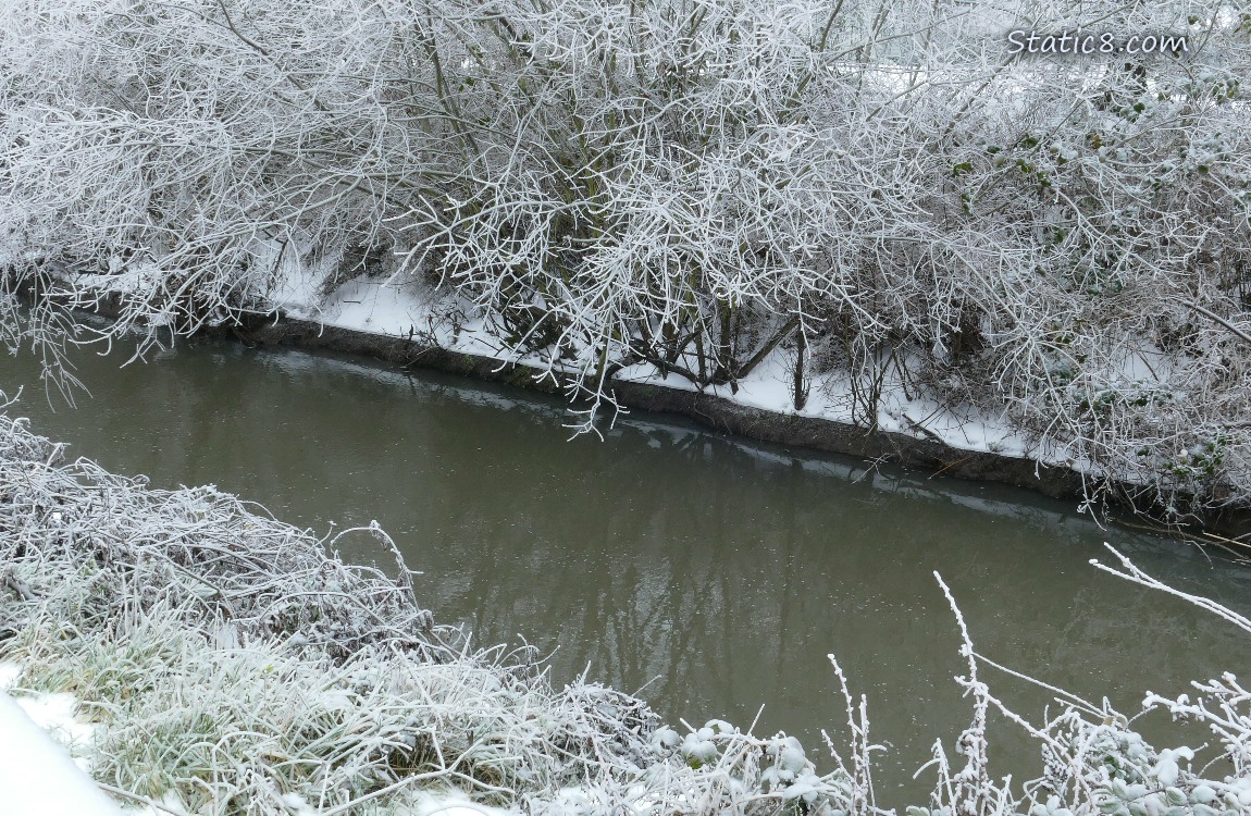 icy branches over the creek