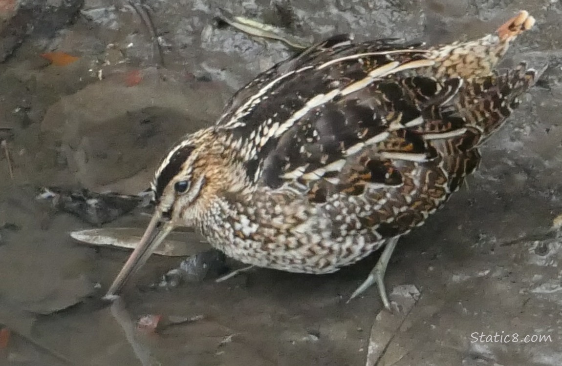 Wilson Snipe standing in mud