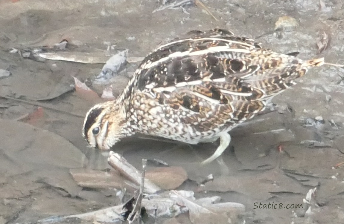 Wilson Snipe with her long beak buried in the mud!