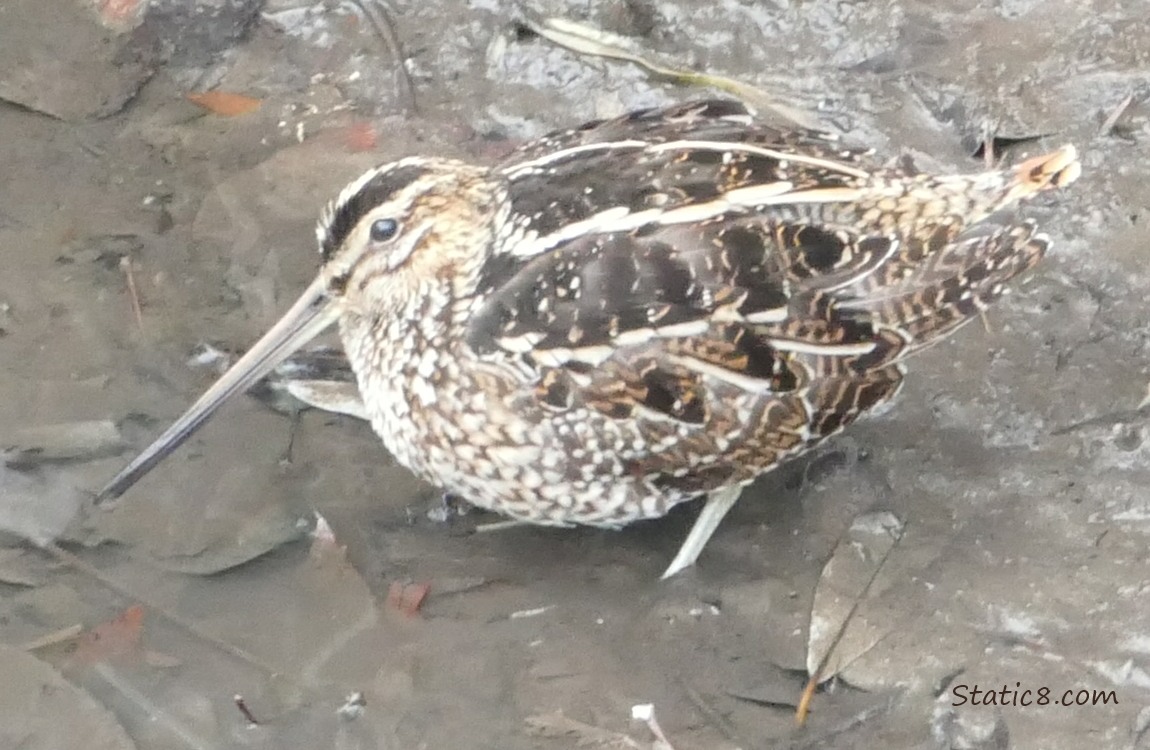 Wilson Snipe standing in mud