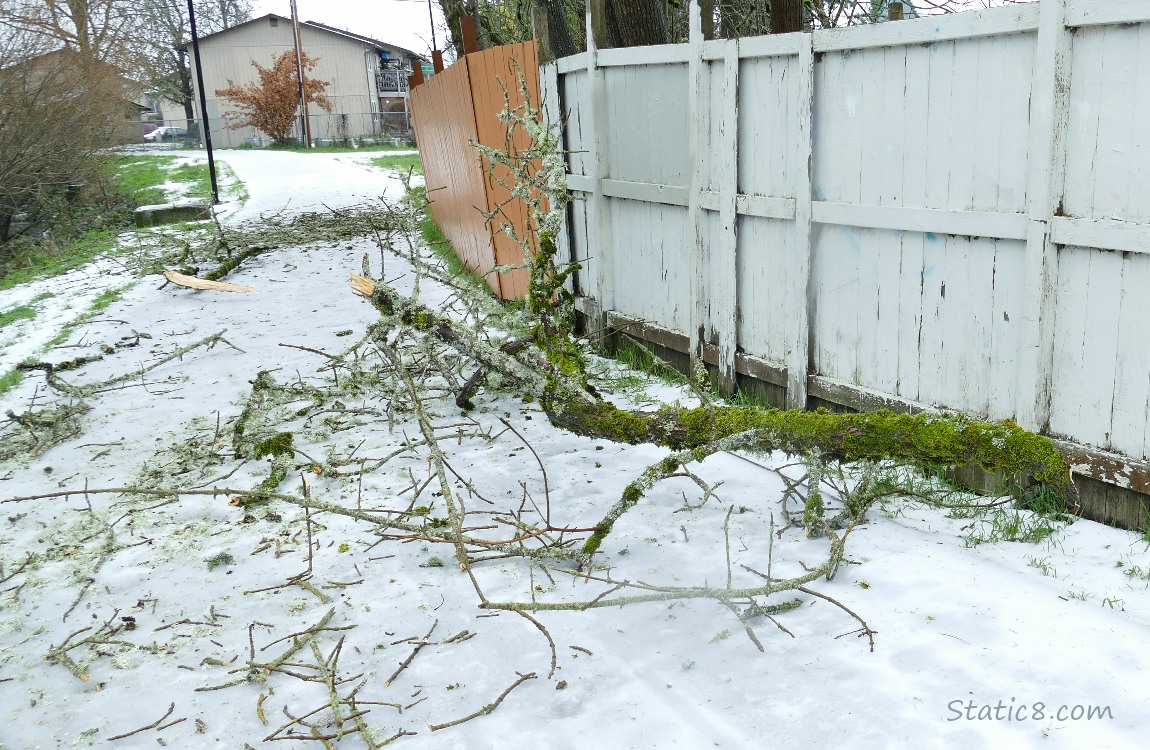 Branch down across the bike path