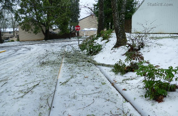 Branch down across a sidewalk