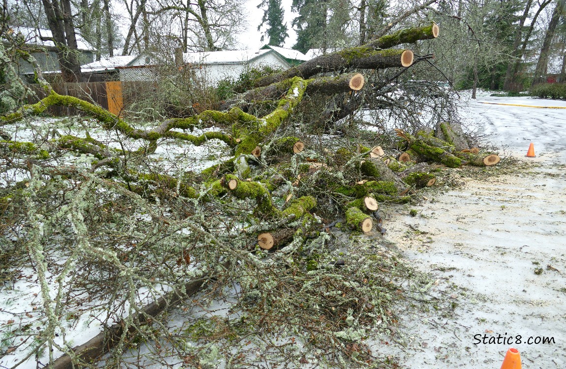 Trees down with chopped up sections laying about