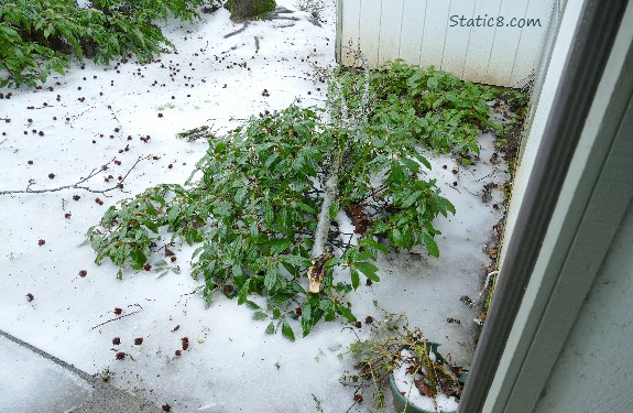 Sticks and a branch on the ground with snow and bushes