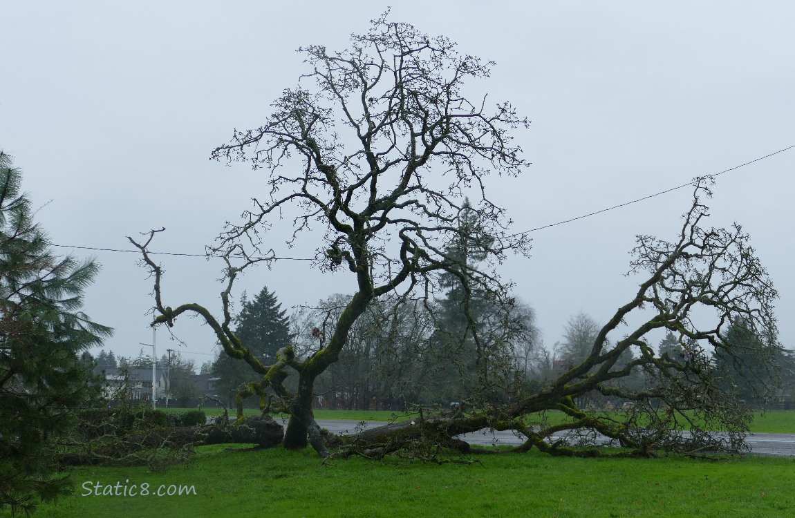 Tree down