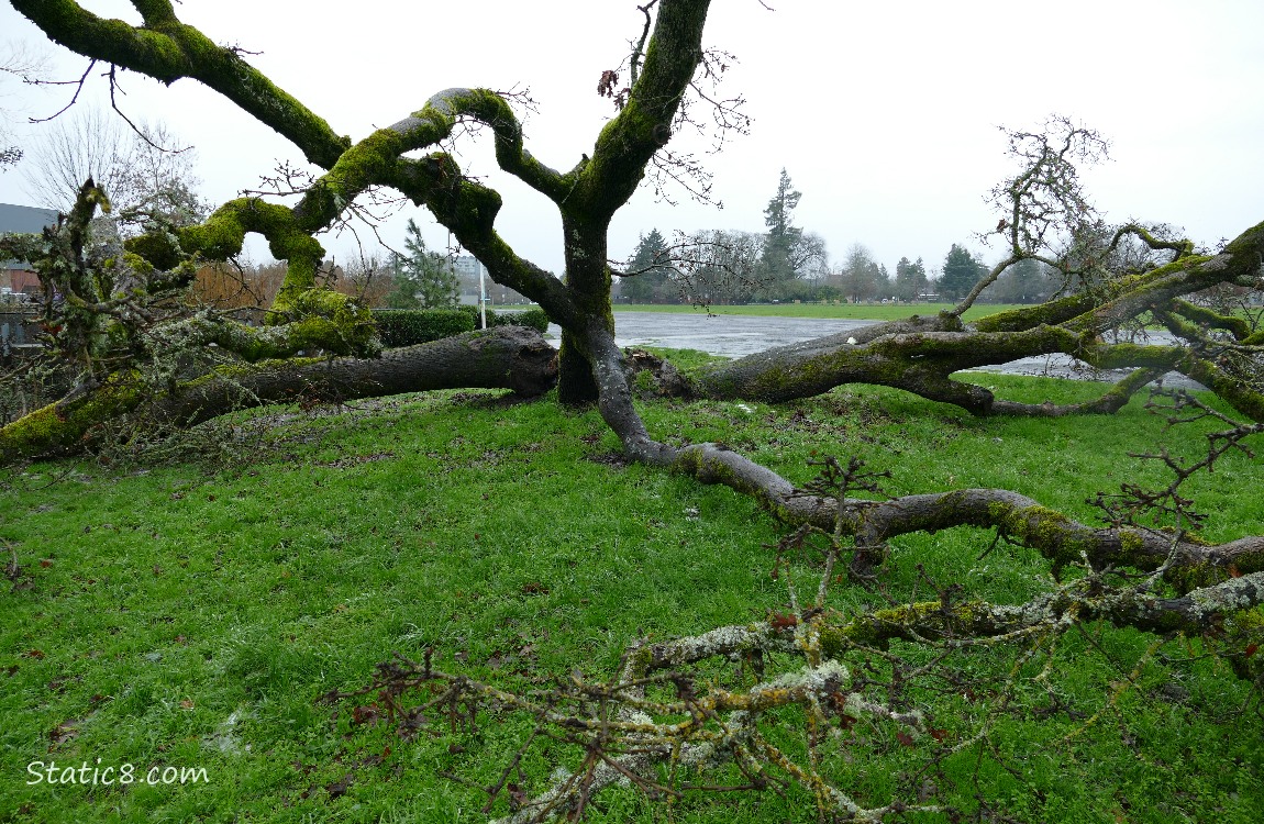 Tree down