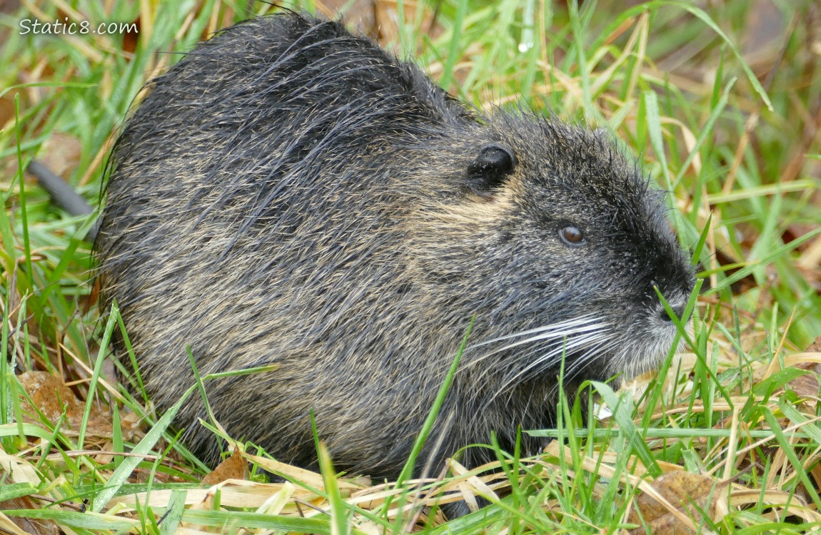 Nutria standing in the grass