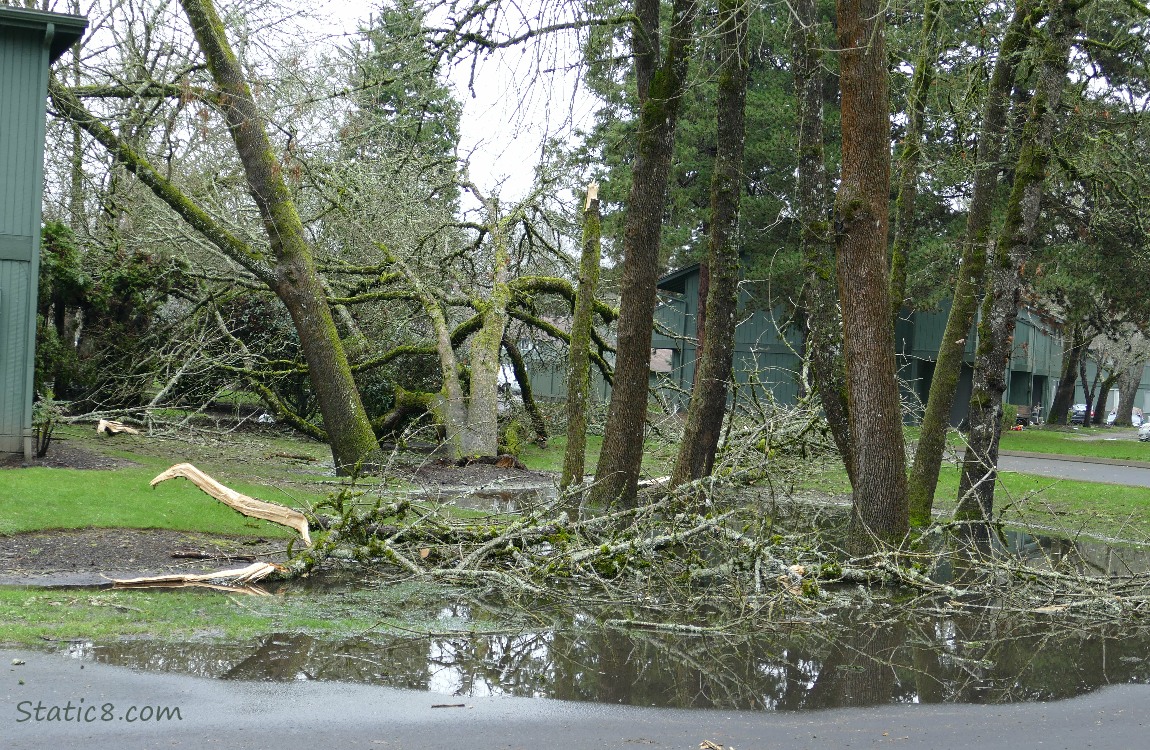 Trees and branches down