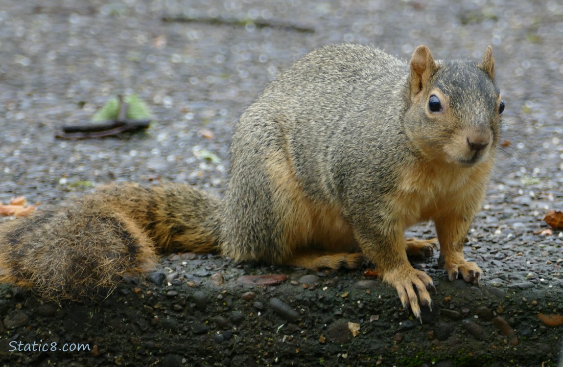 Squirrel sitting on the top step of the sidewalk