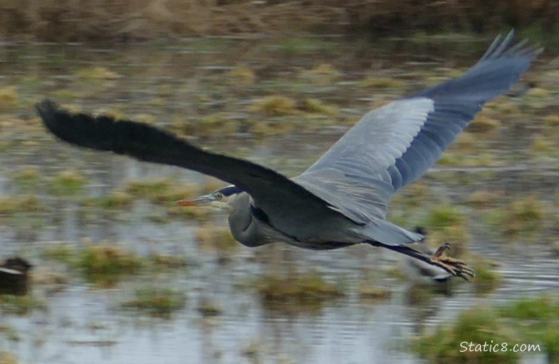 Great Blue Heron flying