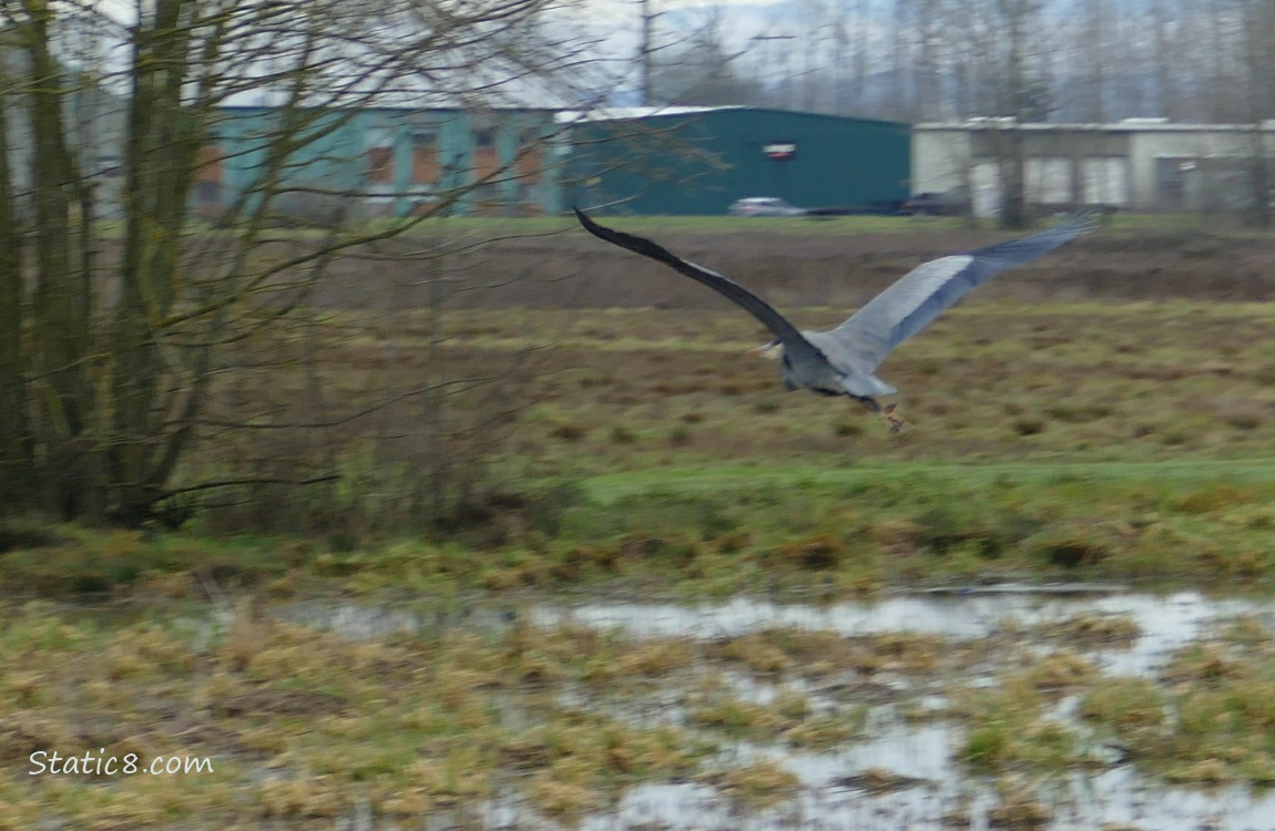 Great Blue Heron flying