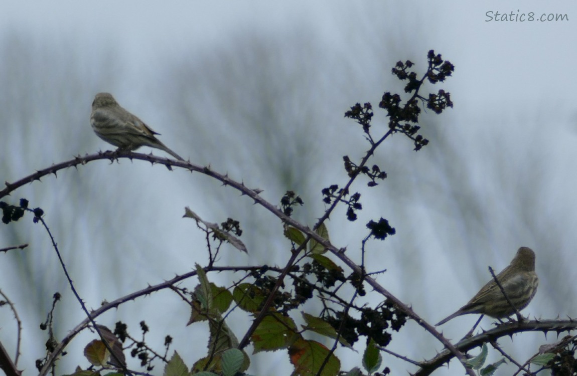 Birds perched on thorny vines, looking away