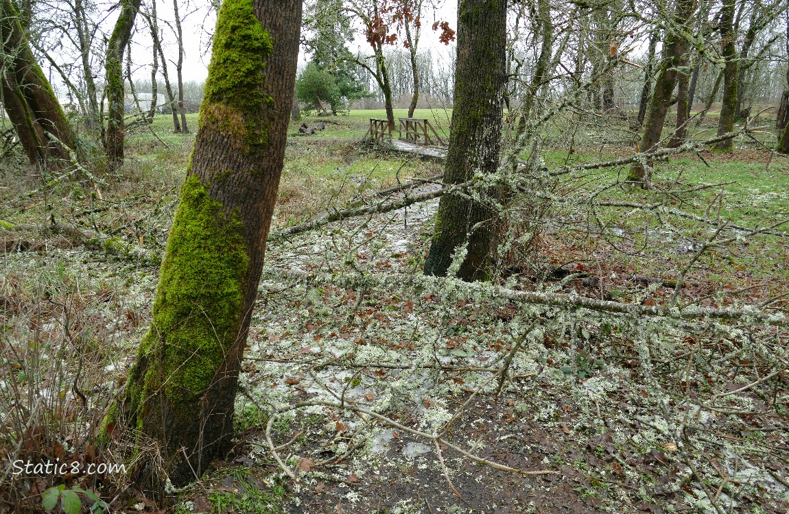 Branch down across the path