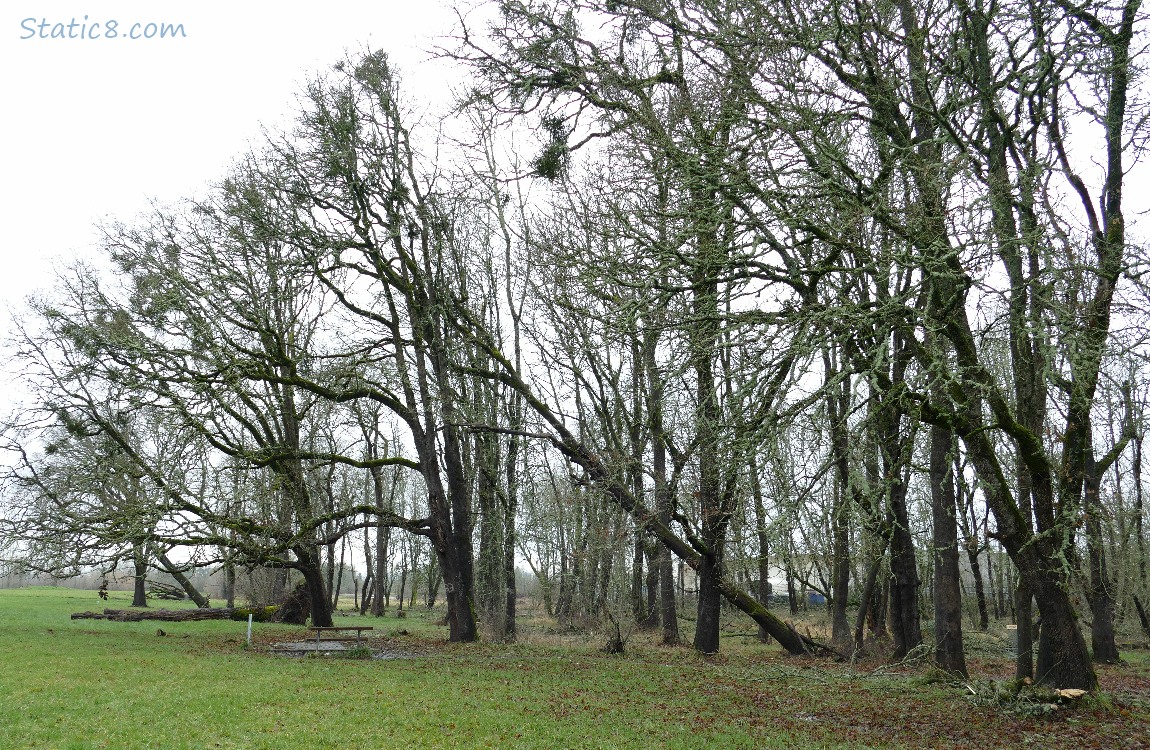 Trees leaning