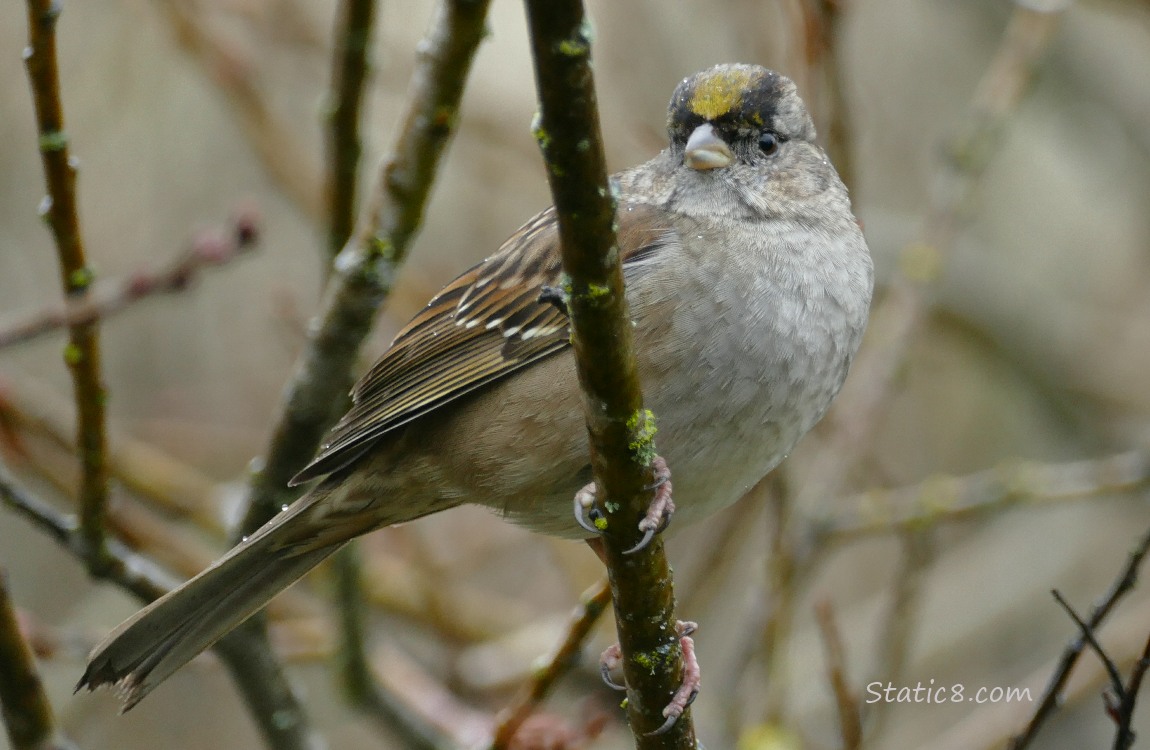 Golden Crown Sparrow standing on a twig