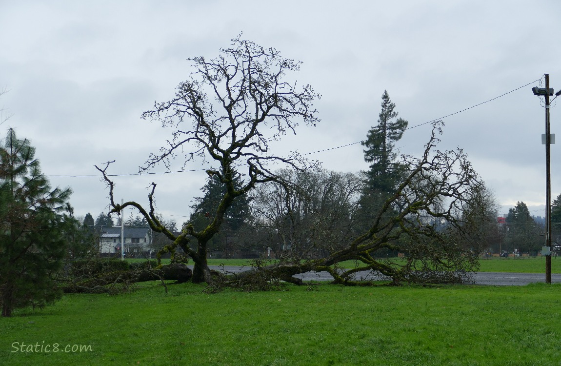 Leaning Tree down