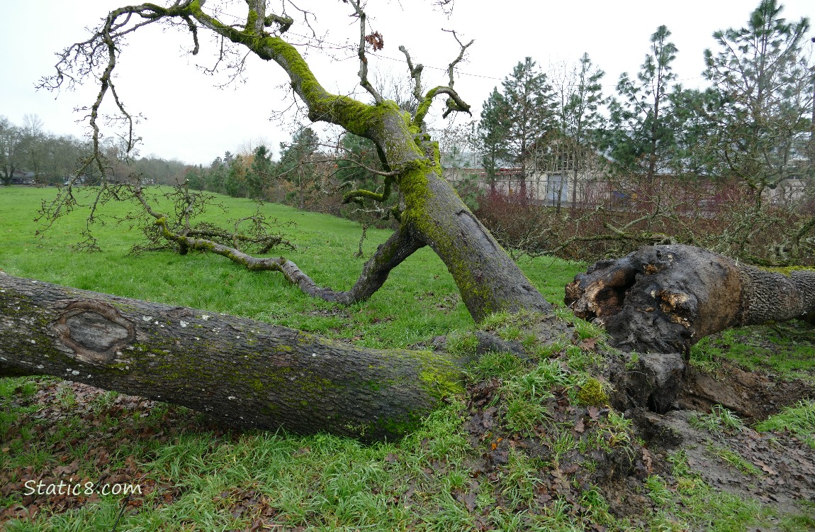 Leaning Tree trunks