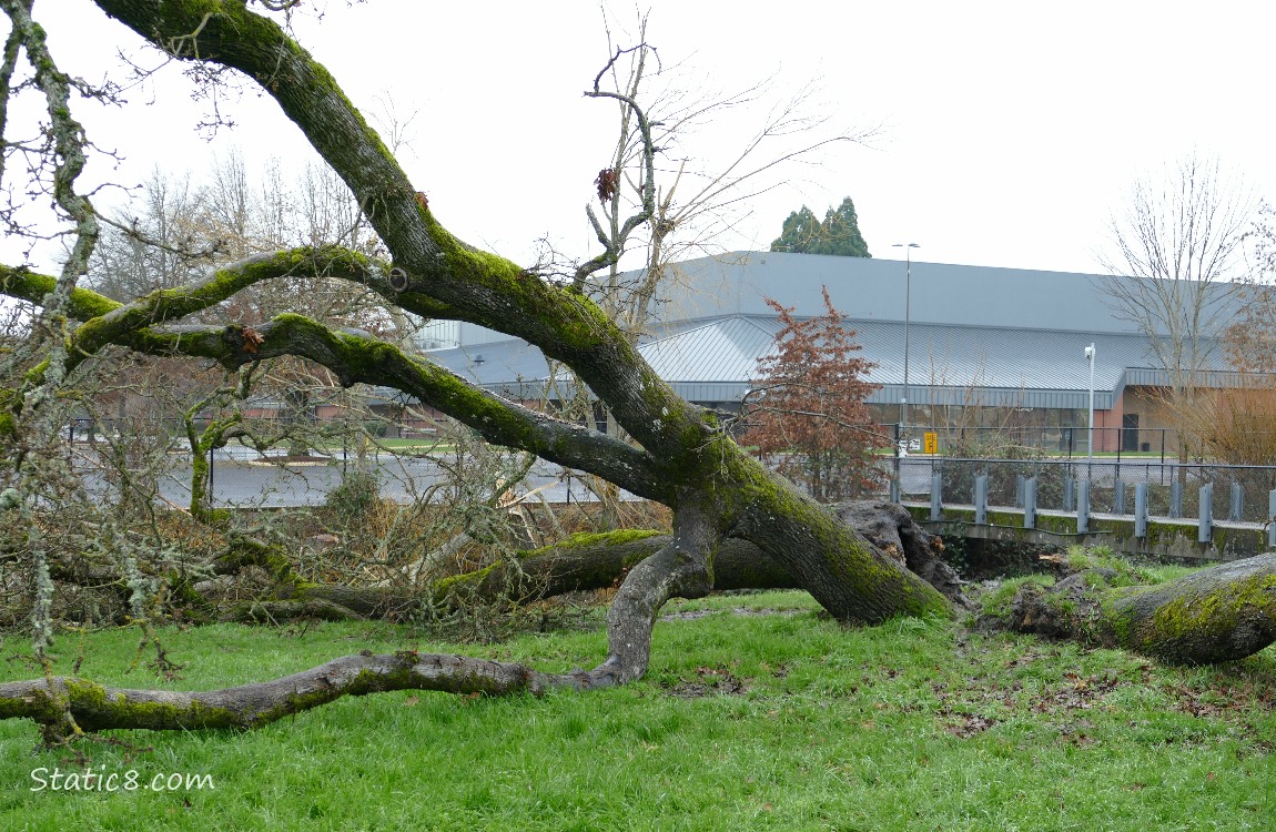 Leaning Tree, down