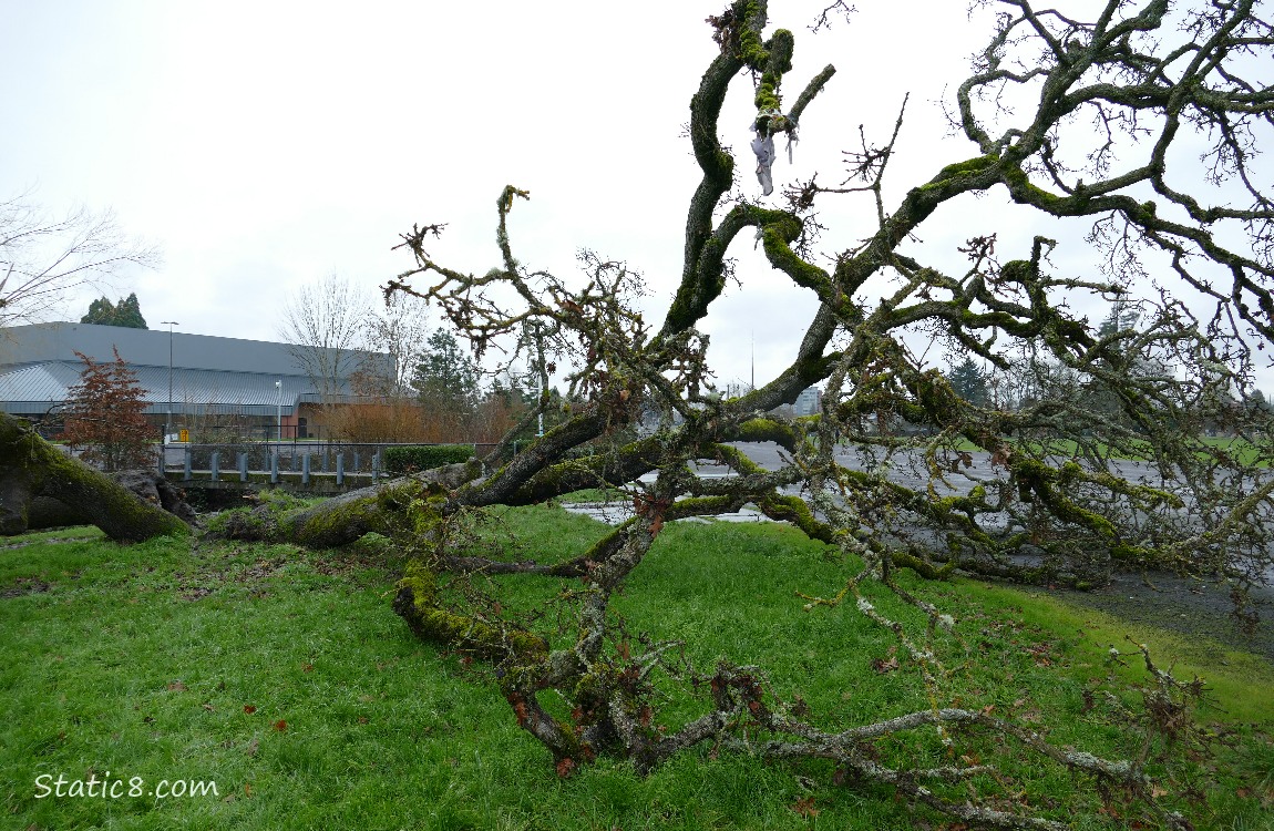 Leaning Tree, down