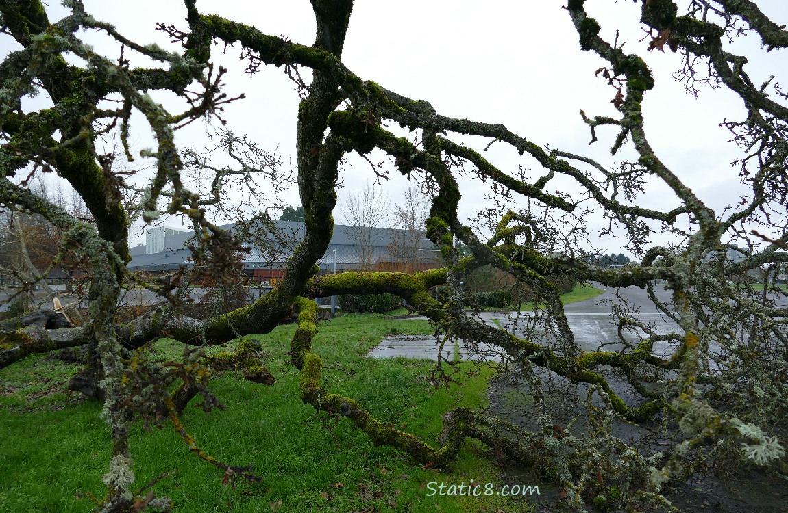 Leaning Tree, down