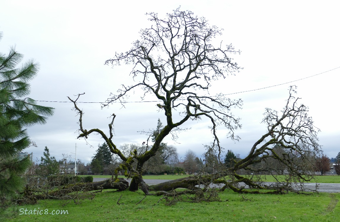 Leaning Tree downed