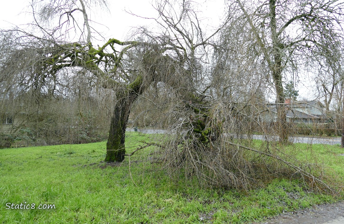 willow tree