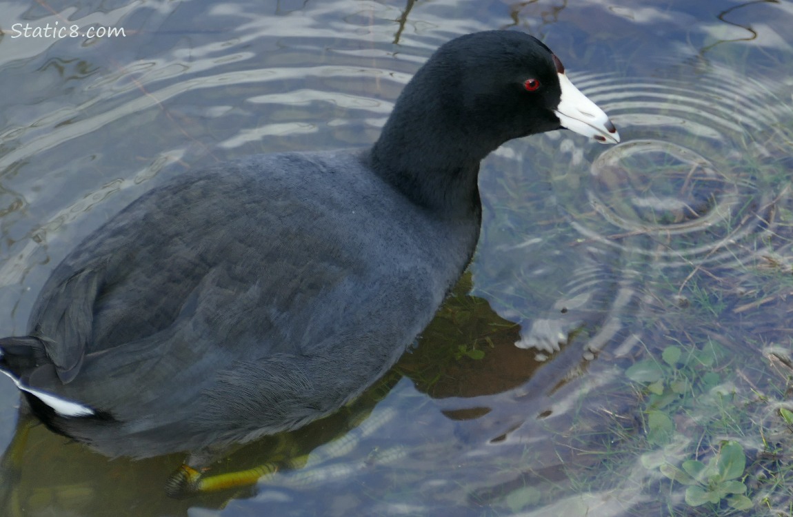 American Coot on the water