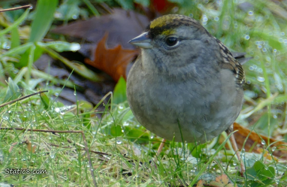 Golden Crown Sparrow standing in the grass