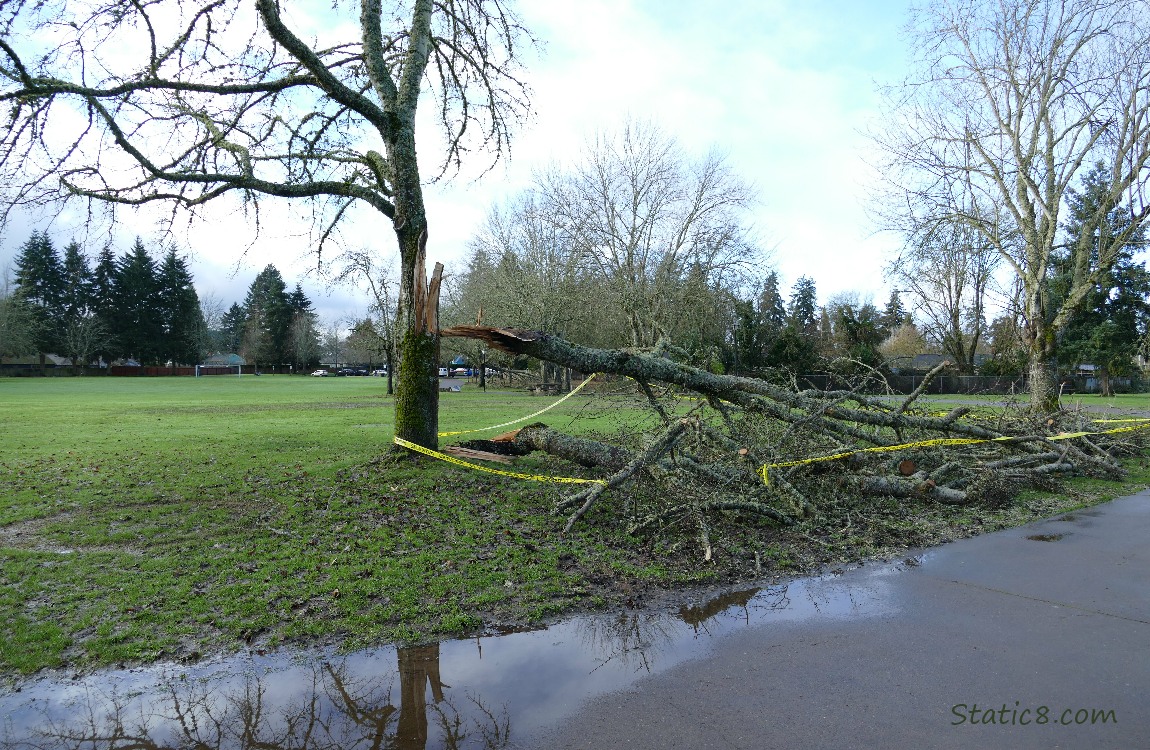 Major limb broken off a tree, a grassy field in the background