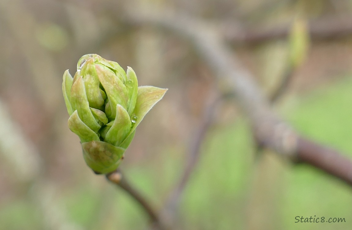 Leaf bud