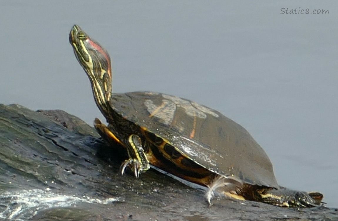 Red Ear Slider on a log