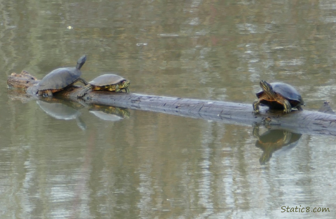 Three turtles on a log in the water