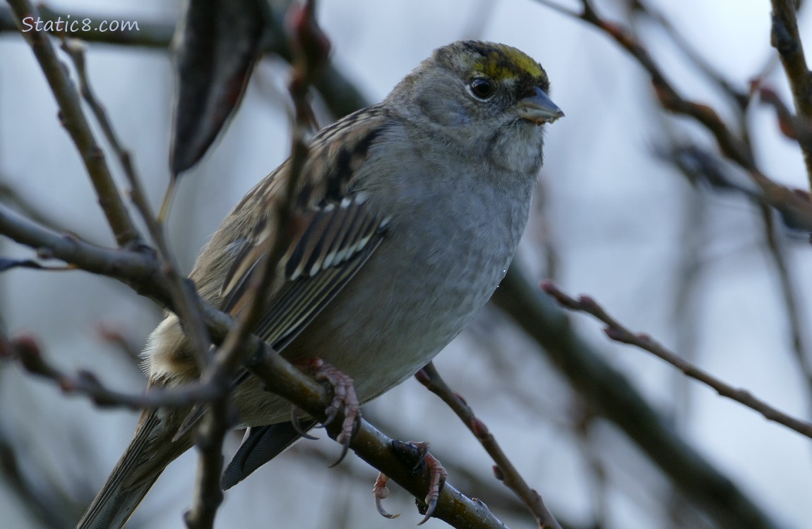 Golden Crown Sparrow standing on a twig