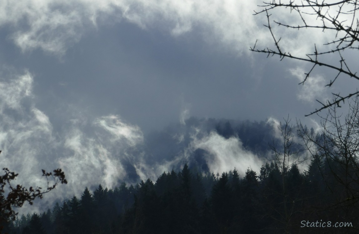 Trees and fog on the hills