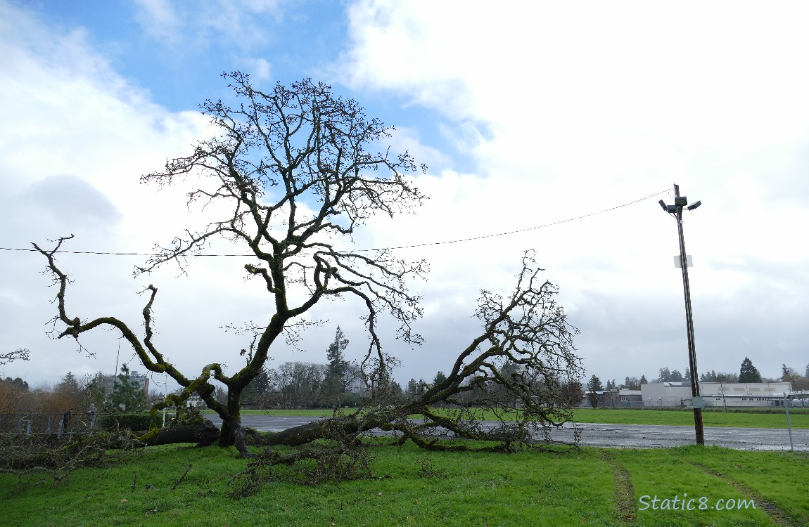 Leaning Tree on the ground