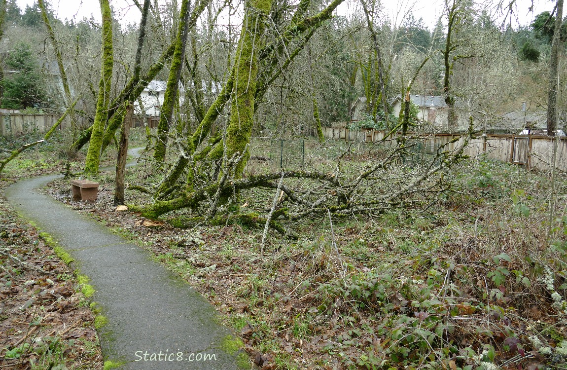 Tree down next to a small bench