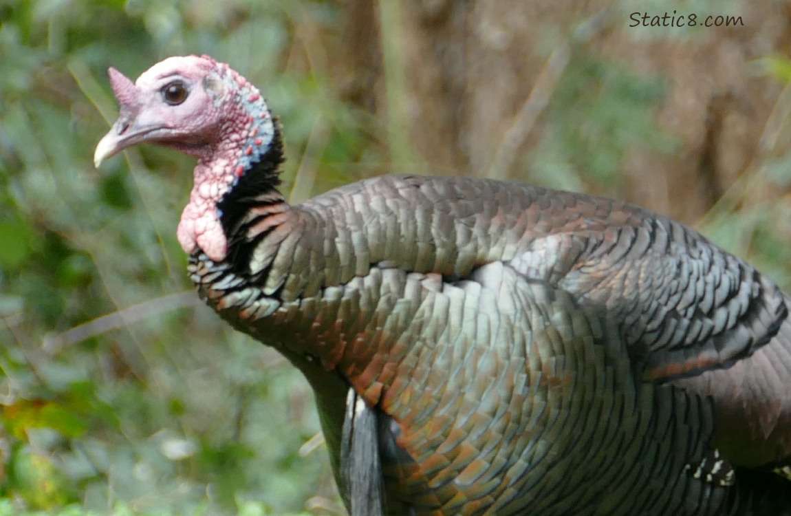 Wild Turkey closeup