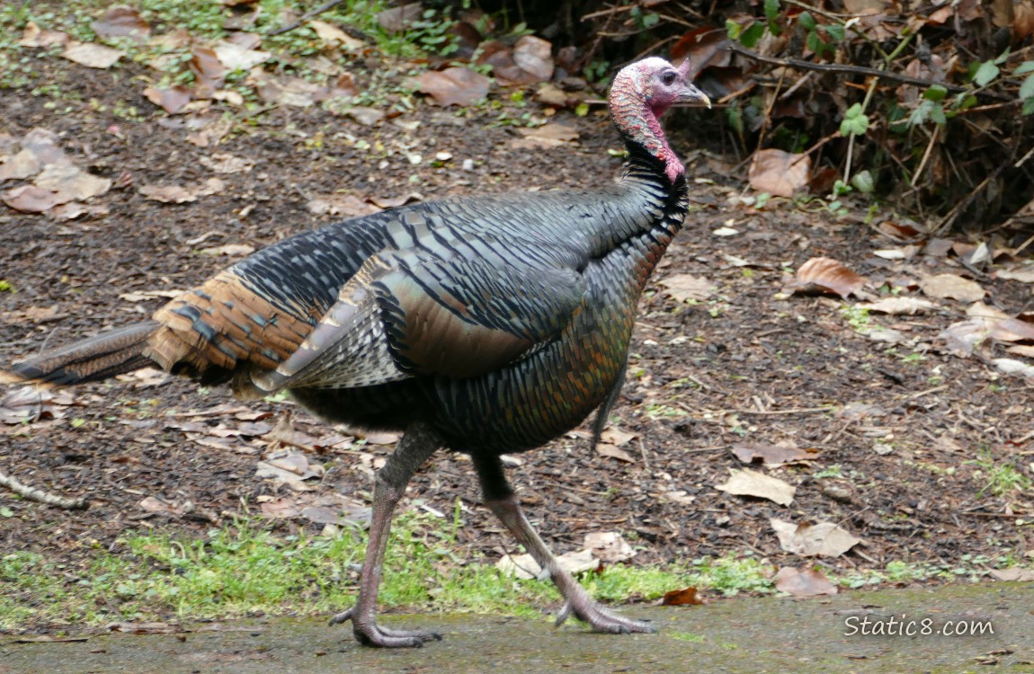 Wild Turkey walking on the sidewalk