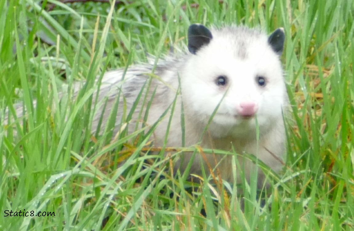 Opossum in the grass