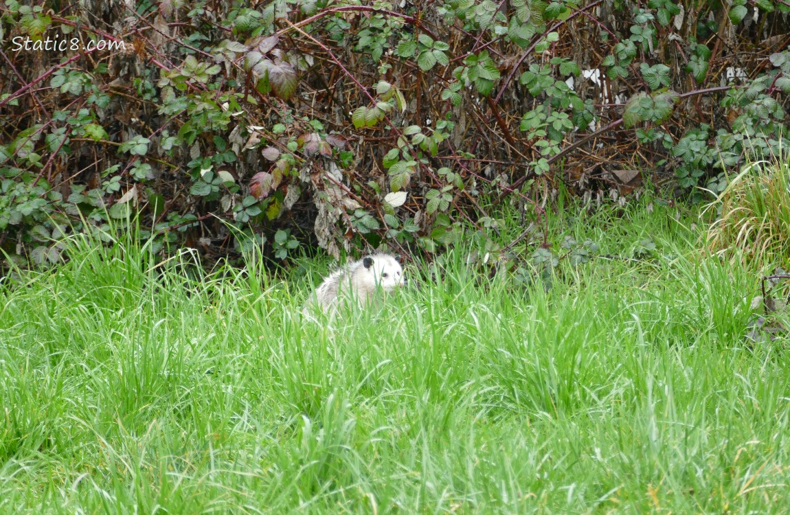 Opossum in the grass