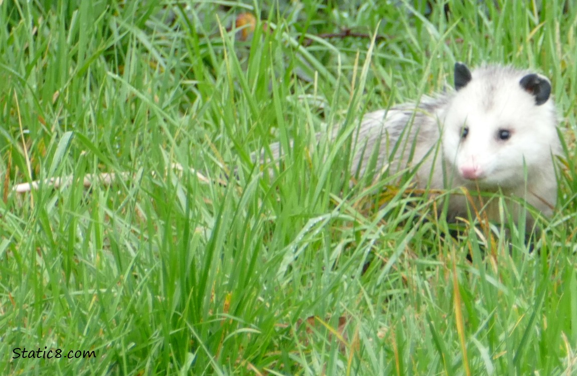 Opossum in the grass