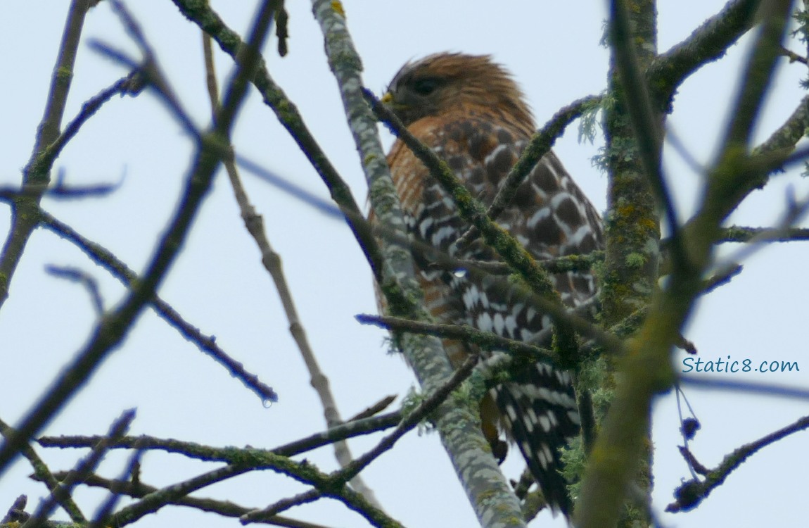 Red Shoulder Hawk in a tree with twigs blocking the view