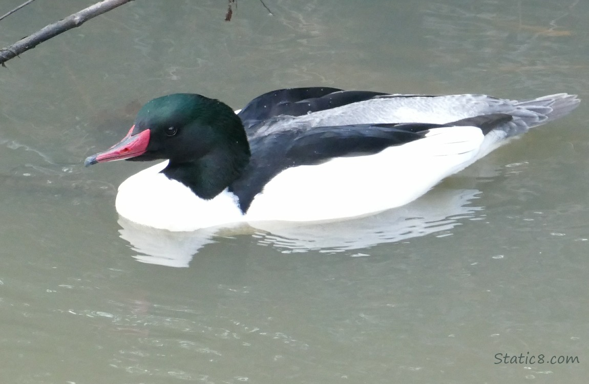 Male Common Merganser, paddling on the water