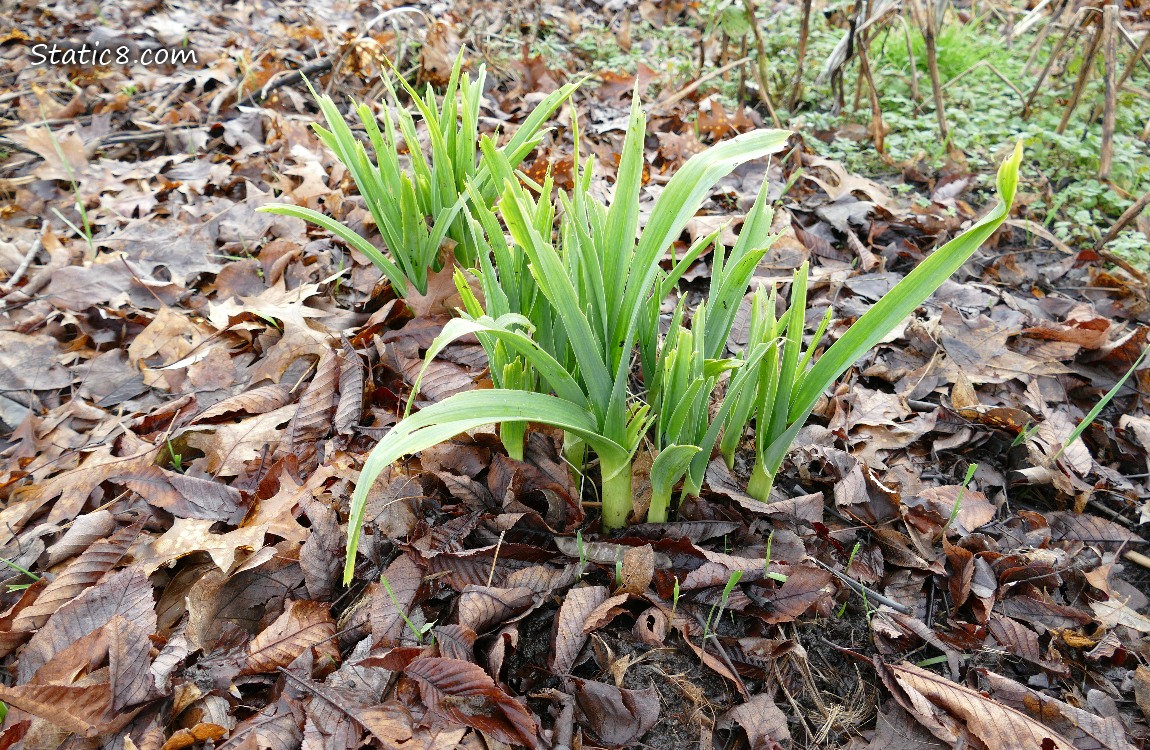 Elephant Garlic leaves