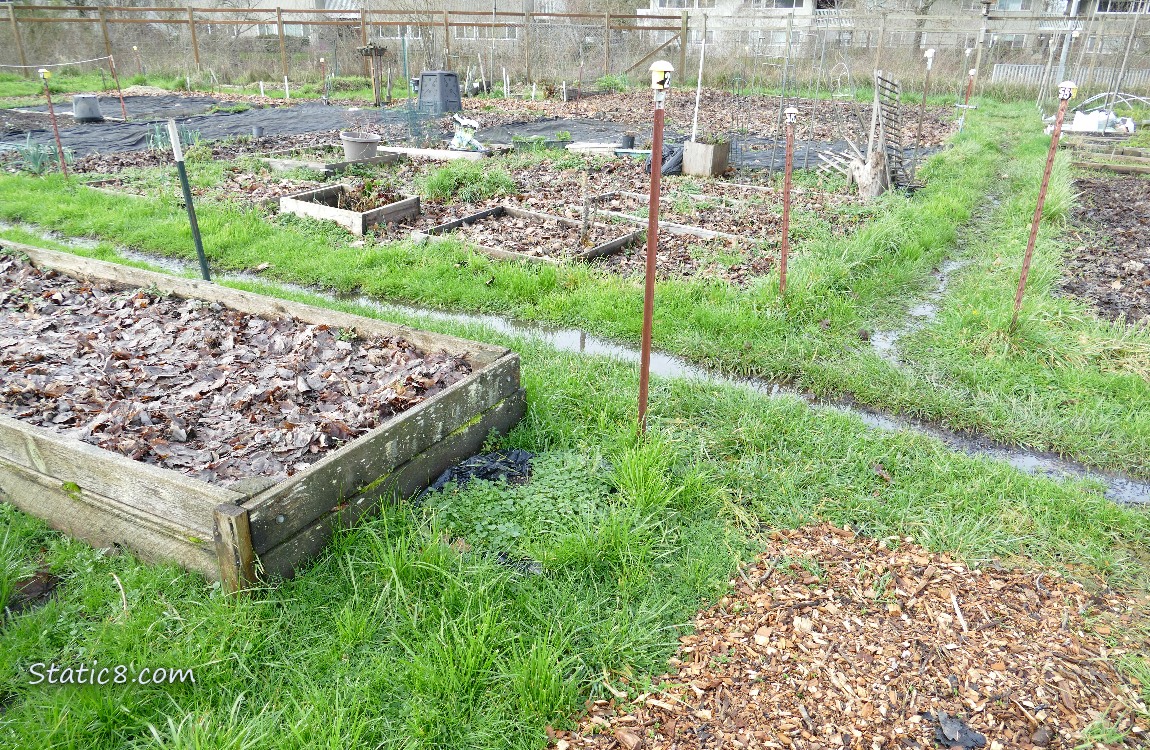 Long puddles thru the middle of the paths around the garden plots