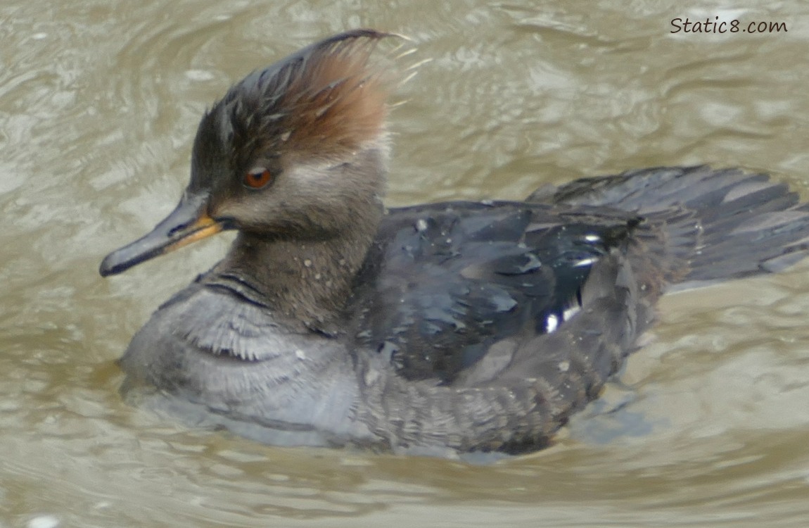 Female Hooded Merganser paddling on the water